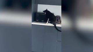 Viral video shows cat opening microwave door in search of pizza after dark
